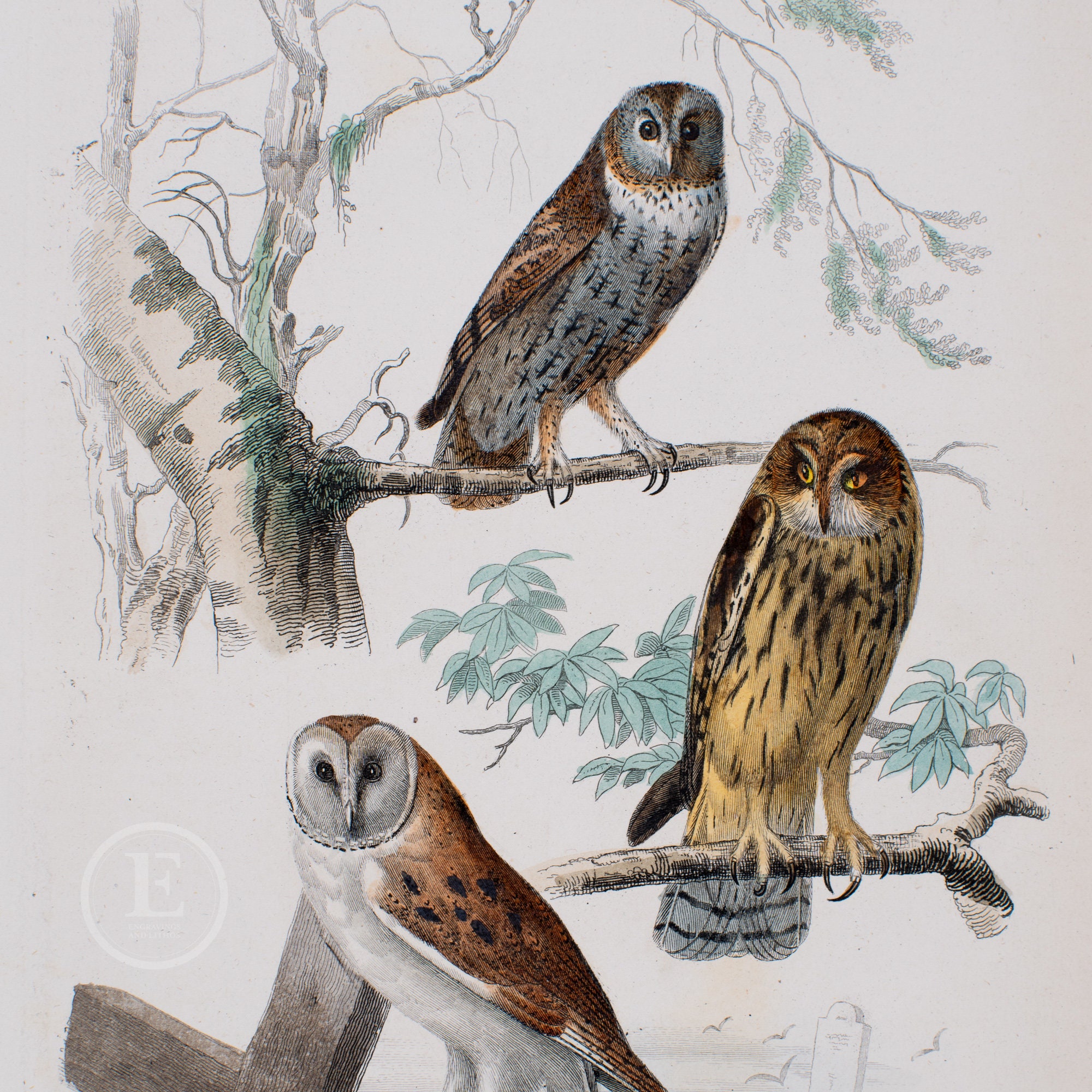 Tawny Owl, Barred Owl and Barn Owl / Authentic Steel engraving and hand-colored Ouvres de Buffon par