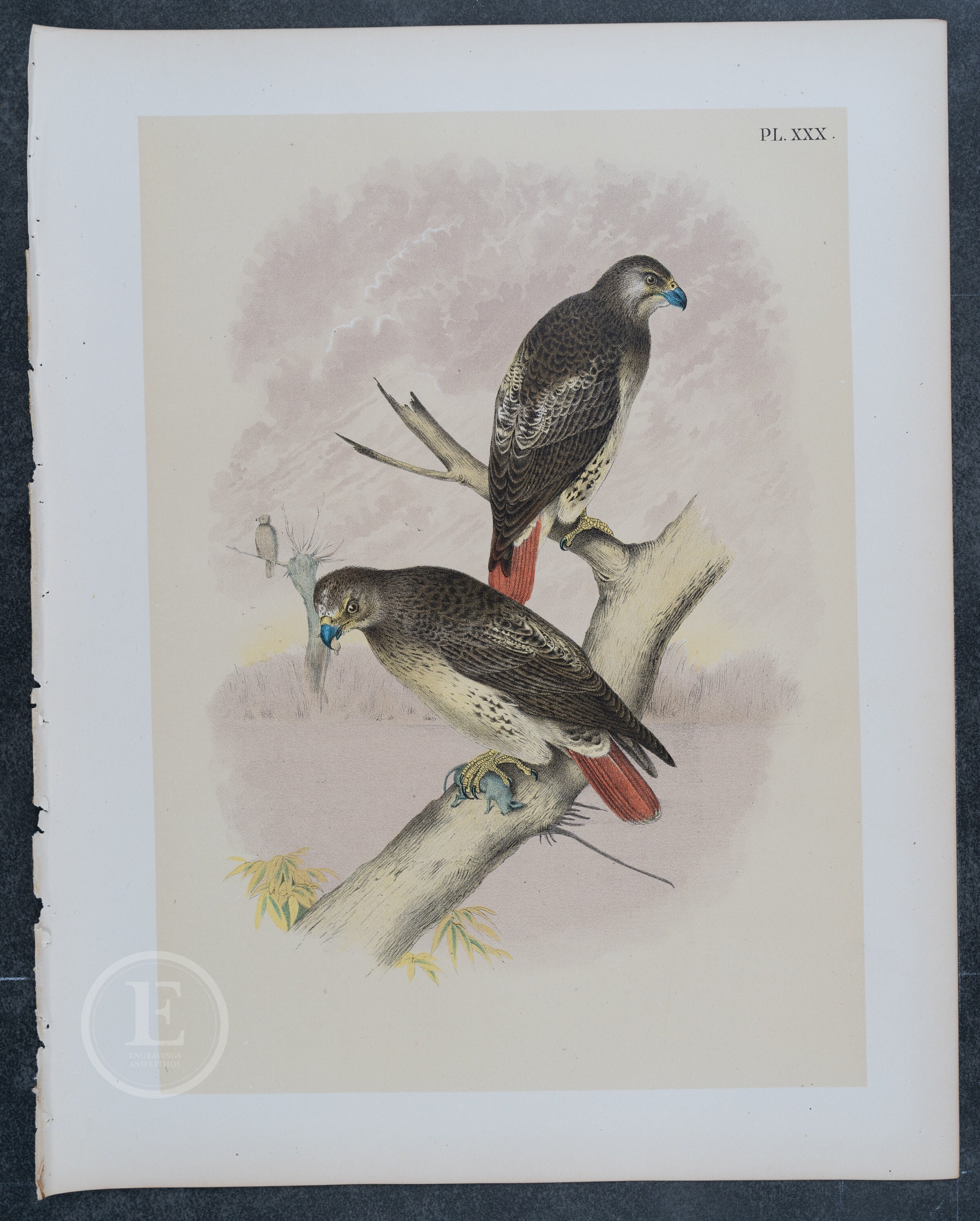 1878 Red-tailed Hawk (Buteo Borealis) . Original Print Chromolithograph . Big size real lithograph . Over 11x14 inches . 145 years old!