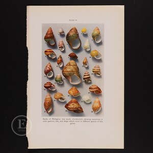 May include: A plate showing 25 different shells of Philippine tree snails. The shells are various colors, sizes, and shapes. The plate is labeled "PLATE 98".
