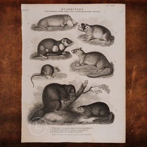 RODENTS: Beaver, Musk-rat, Mouse, Hamster, Mole-rat, Gopher, Norway-rat - Original copper engraved print &quot;The Oxford Encyclopedia&quot; 1830