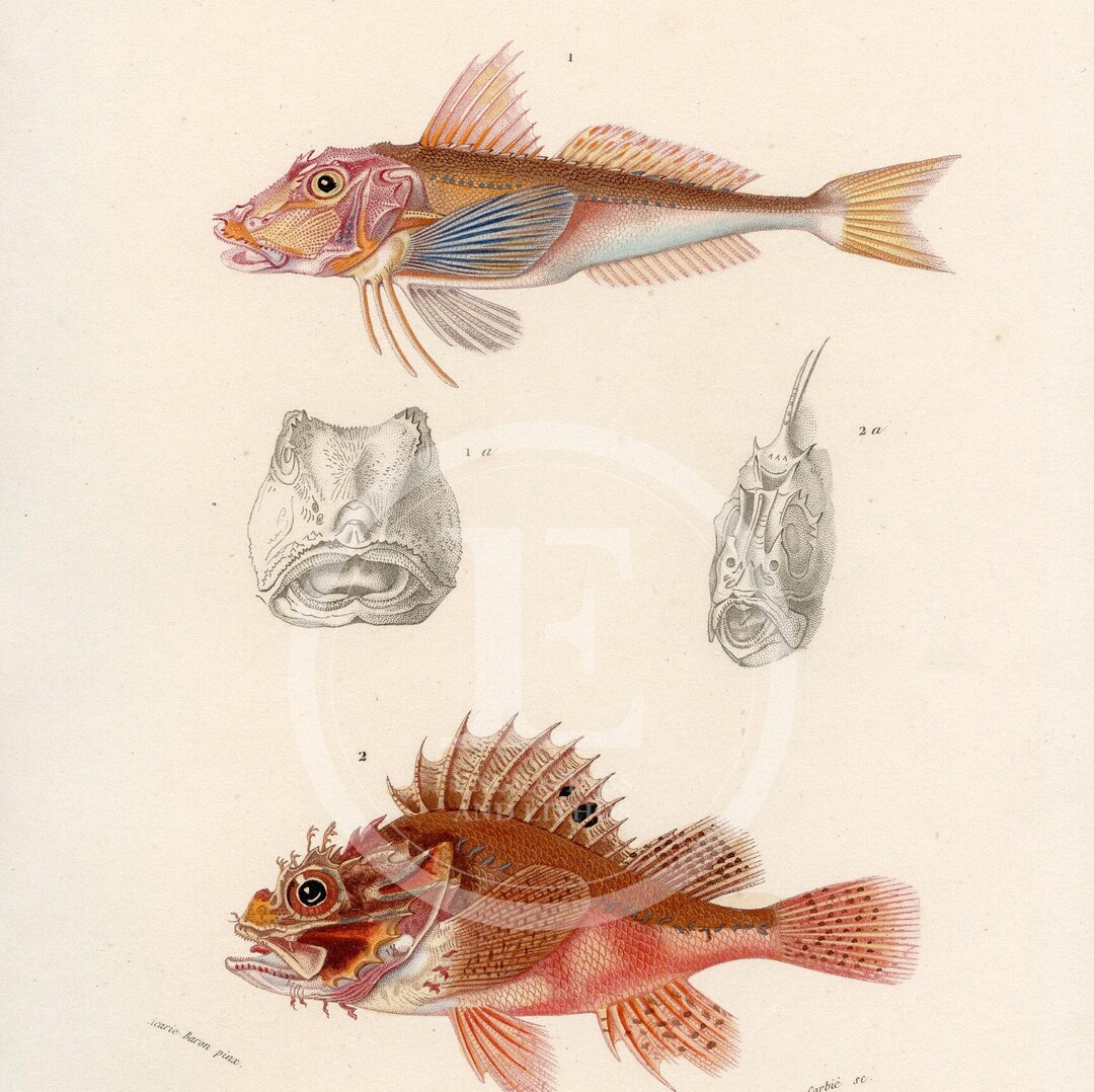 1849 - Red Rock Cod and Sea Robin – D’orbigny Natural History Engraving ...