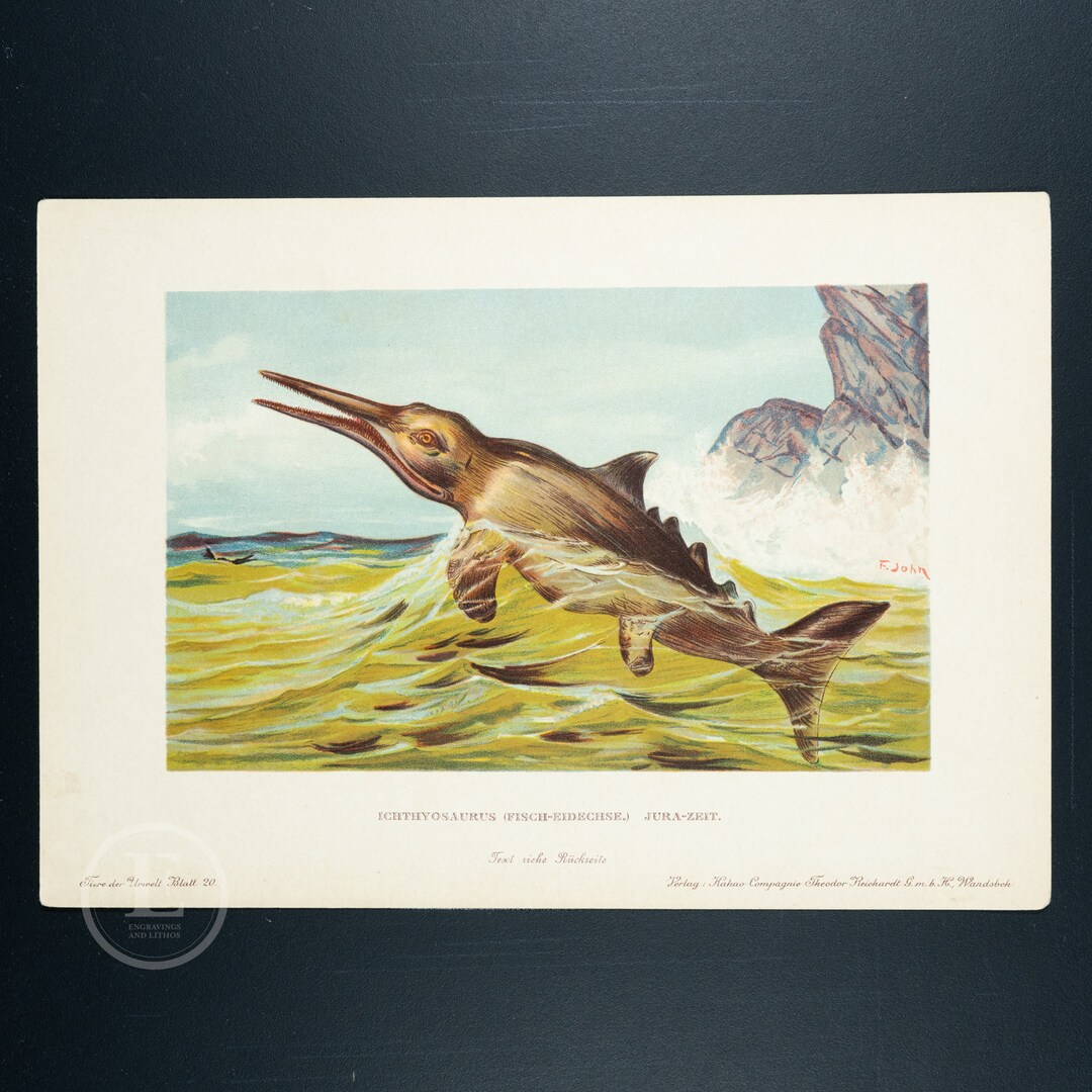 Ichtyosaurus: Fish Flippers - Authentic Chromolithograph From Tiere Der ...
