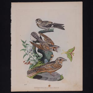 May include: An antique print featuring three detailed illustrations of birds perched on a branch, accompanied by a green moth and foliage. The birds have brown, white, and black markings. The print includes the text "ENGRAVINGS & LITHOS 2025".