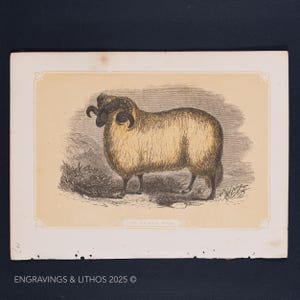 1851 THE HEATH RAM – Antique Lithograph – Original The Natural History of the Sacred Scriptures, and Guide to General Zoology