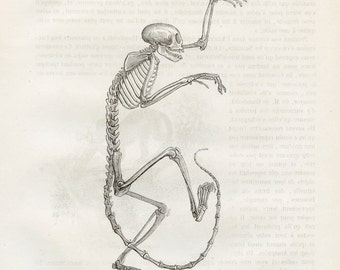 Squirrel monkey skeleton -Original Litho from "Histoire Naturelle Des Mammiferes" Paul Gervais, 1854