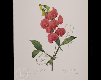 EVERLASTING PEA - Flowers and Fruits by Pierre Redoute - Vintage Edition 1980