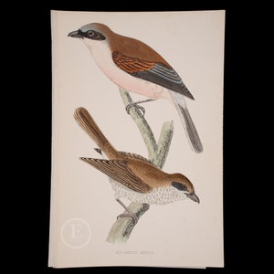 RED-BACKED SHRIKE  - British Birds - Original colored engraving 1856, ornithology authentic plate!