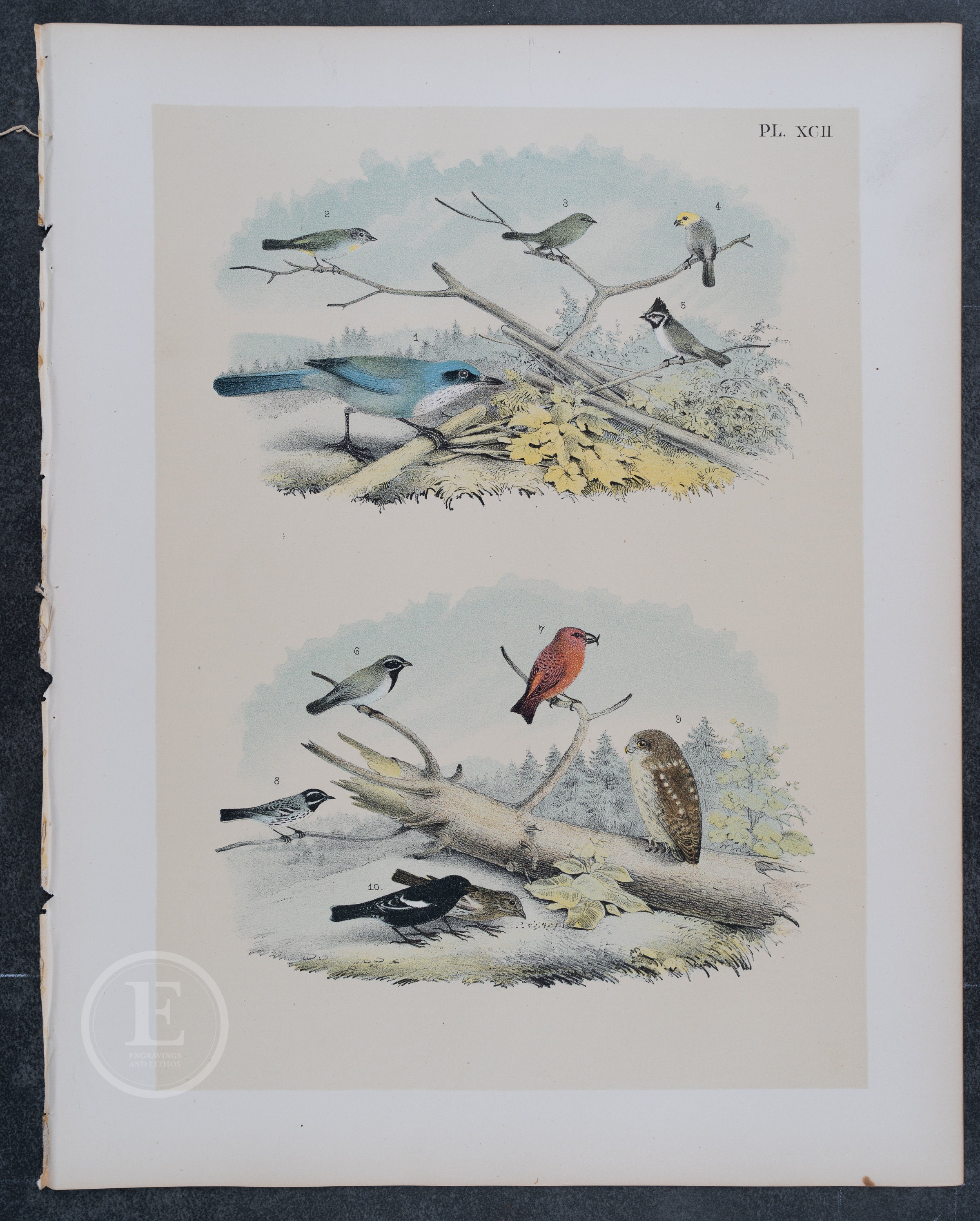 1878 American Red Crossbill, Jay, Titmouse, Warbler, Owl, Lark Bunting, - Original Chromolithograph 