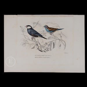 Peut inclure: Une illustration vintage de deux oiseaux perchés sur une branche. L'oiseau de gauche est bleu et noir, tandis que l'oiseau de droite est bleu, brun et blanc. L'illustration est intitulée "GROSS-BECCO PADOVA" et "BENGALI MANIGLIA".