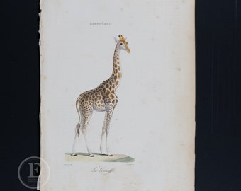 GIRAFFE / Authentic steel engraving from Oeuvres Completes de Buffon 1837 - Hand colored and very rare!