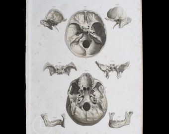Bones of the skull - Original Steel engravings from a 1860 german Atlas of Human Anatomy - Big stunning hand-colored original plate!