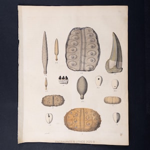 May include: A vintage botanical illustration featuring various sea urchin specimens. The print showcases detailed drawings of different shapes and sizes, including spines, shells, and other anatomical features. The artwork is in muted tones with a focus on scientific accuracy.
