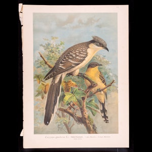 May include: A vintage illustration of two birds perched on a branch. The larger bird is brown and gray with a long tail. The smaller bird is yellow with black markings. The illustration is on a white background with a blue sky and green foliage.