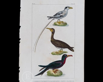 1829 -  Tropicbird, Red Cardinal Fody and Frigate Bird  – Hand-Colored Steel Engraving, Buffon