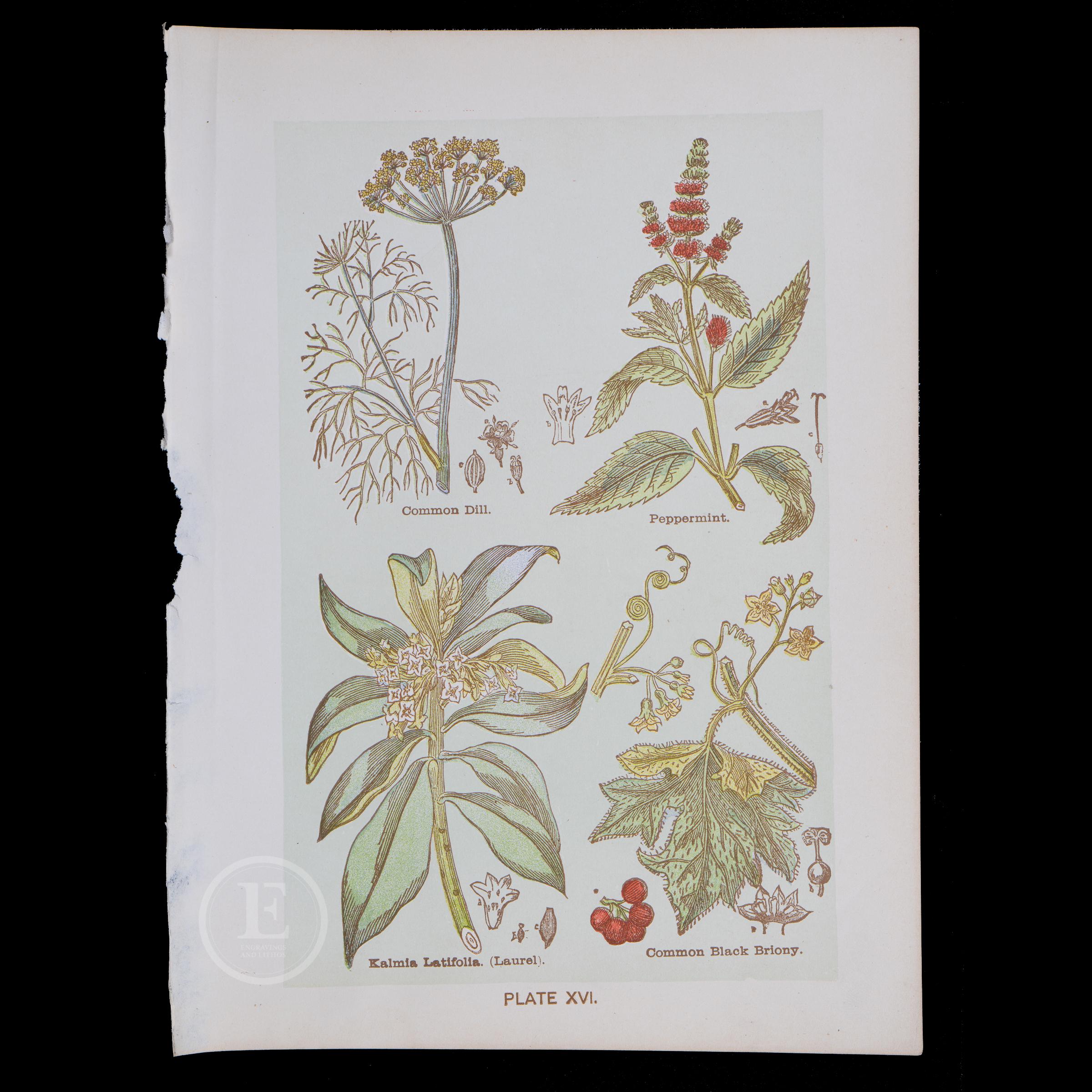 1901 MEDICINAL PLANTS - Interactive Human Anatomy - Original Lithograph ...