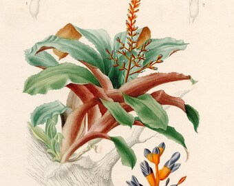 1849 - Coralberry plant flower – d’Orbigny Natural History Engraving, Hand-Colored – d’Orbigny Natural History Engraving, Hand-Colored
