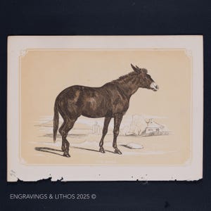 1851 THE MULE – Antique Lithograph – Original The Natural History of the Sacred Scriptures, and Guide to General Zoology