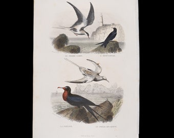 Rock thrush, scarecrow, frigate bird, straw-tailed bird / Hand-colored plate from "Ouvres Complete de Buffon" 1866