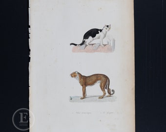 DOMESTIC CAT and CHEETAH / Authentic steel engraving from Oeuvres Completes de Buffon 1837 - Hand colored and very rare!