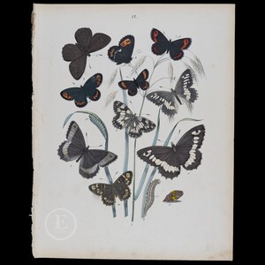 Könnte beinhalten: Eine Vintage-Illustration von Schmetterlingen auf weißem Hintergrund. Die Schmetterlinge sind in verschiedenen Schattierungen von Schwarz, Weiß und Orange. Die Illustration ist von einem Rand aus grünem Gras umgeben.
