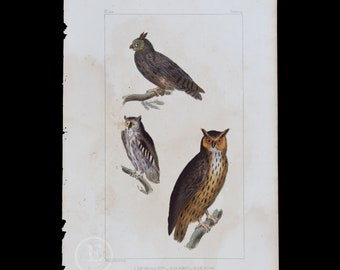 Owl, Great-horned Owl and Scops Owl  / Authentic Steel engraving from Oeuvres de Buffon 1829 - Hand colored!