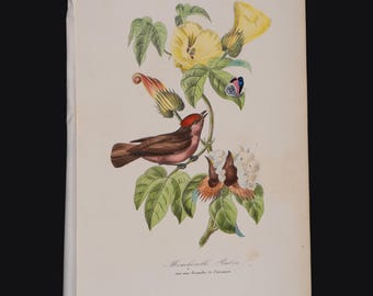 A red phoebe on a cotton tree - Hard to find &quot;Histoire Naturelle des Oiseaux&quot; Le Maout 1853 HAND COLORED!
