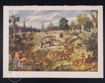 The Miocene Scene - Original Vintage Lithograph print of Extinct Prehistoric Animals from 1960.