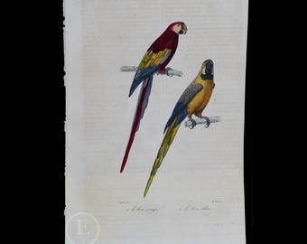 1840  MACAWS:  SCARLET and BLUE - Hand-Colored Steel Engraving with Gum Arabic Finish from Complements de Buffon par P. Lesson - Scarce!