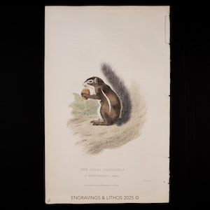 May include: A vintage print depicting a squirrel with brown and white fur, clutching a nut. The squirrel has a bushy, grey tail. The print features the text "THE GINGI SQUIRREL!" and "ENGRAVINGS & LITHOS 2025".
