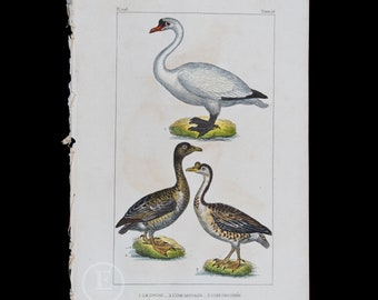 WILD SWAN, wild DUCK / Authentic Steel engraving from Oeuvres completes de Buffon 1829 - Hand colored!