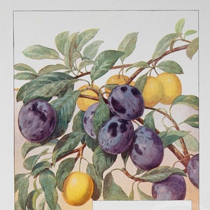 Blue and yellow plums - Original Vintage Color lithography 1911