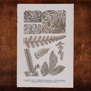 ANCIENT PLANTS: Gyroporella, Chondrites, Neuropteris, Lepidopteris, Pechopteris, Kirchneria    - Original Lithography of Fossils ca 1910