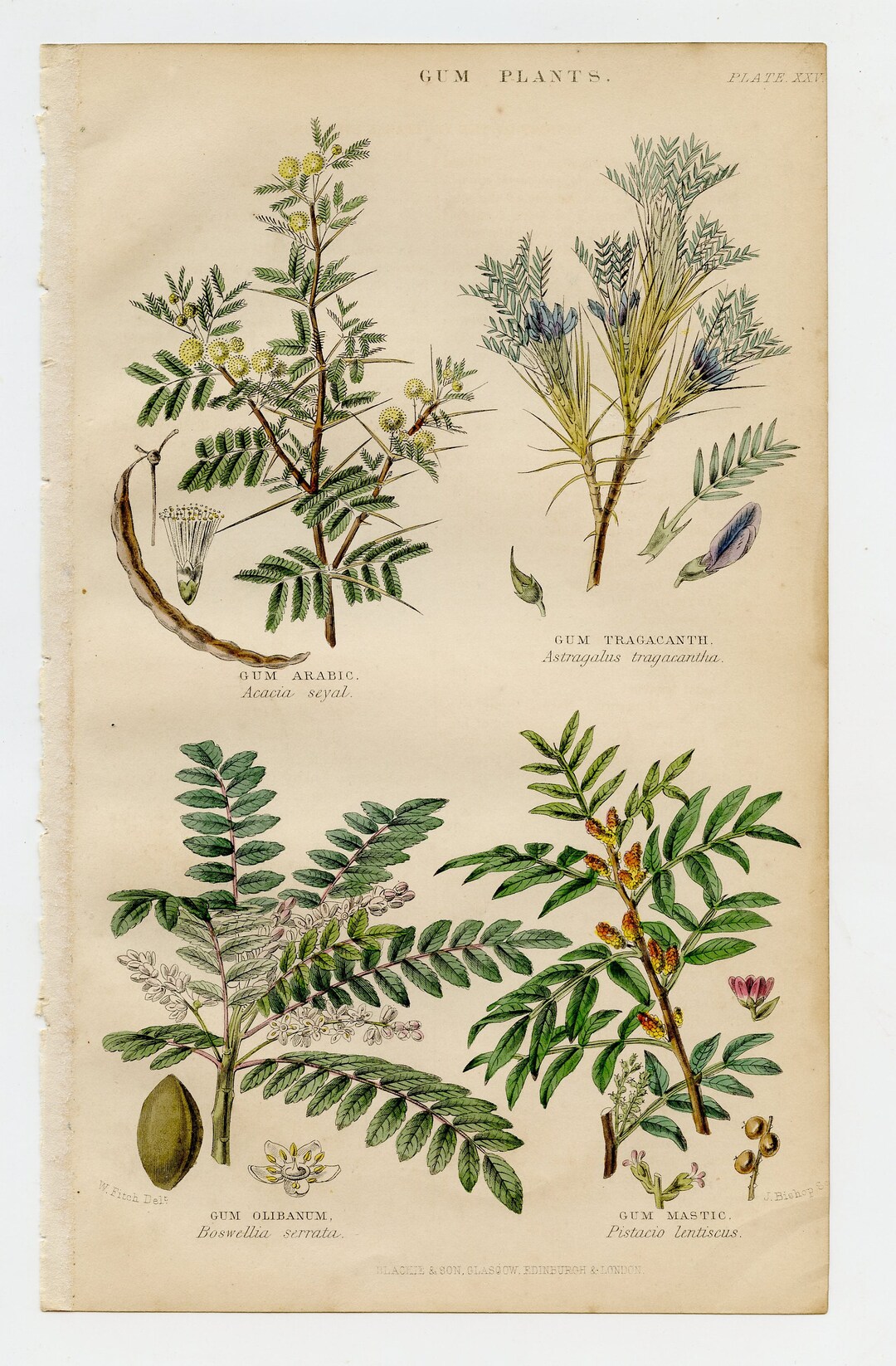 Gum Plants: Gum Arabic, Tragacanth, Olibanum, Mastic. Genuine antique print  for sale.
