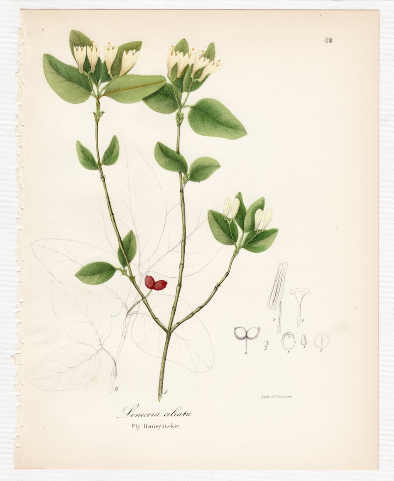 ORIGINAL PRINT out of the book A Flora of the State of New York 1843 Fly Honeysuckle botanical