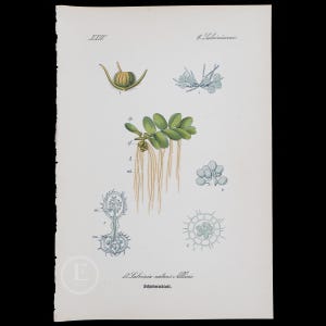 1886  FLOATING FERNS   - Original from Flora of Germany, Austria and Switzerland - Scarce chromolithograph!