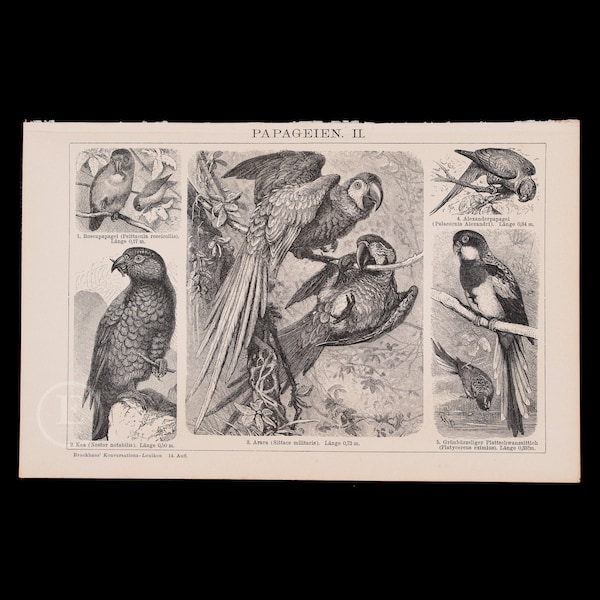 PARROTS II:  Eastern Rosella, Macaw, Kea, Alexandrine Parakeet - Rare chromolithograph plate from Brockhaus' Conversations-Lexikon 1898