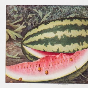 Watermelon - Original Vintage Color lithography 1911
