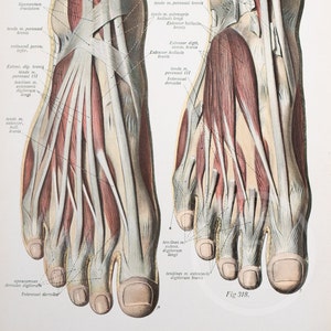 Lower leg and foot muscles / Foot muscles and tendons / Human Anatomy - Descriptive Anatomy Book 1926 - Printed on both sides!