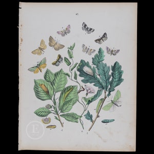 May include: A vintage illustration of moths and caterpillars on a branch of leaves. The illustration is in color and shows the life cycle of the moth, from egg to caterpillar to pupa to adult moth. The illustration is labeled with the numbers 1 through 7, and the letters A, B, and C.