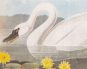 Cygne siffleur et deux cormorans de 1937 tirés de « John James Audubon Birds of America » : 1 impression achetée, 1 offerte !