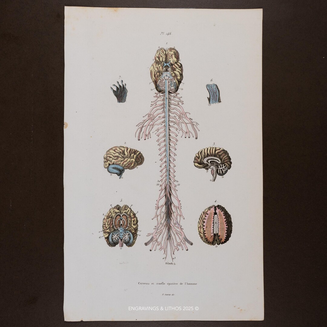 1846 Human Brain & Spinal Cord - Engraving Enhanced With Watercolor ...