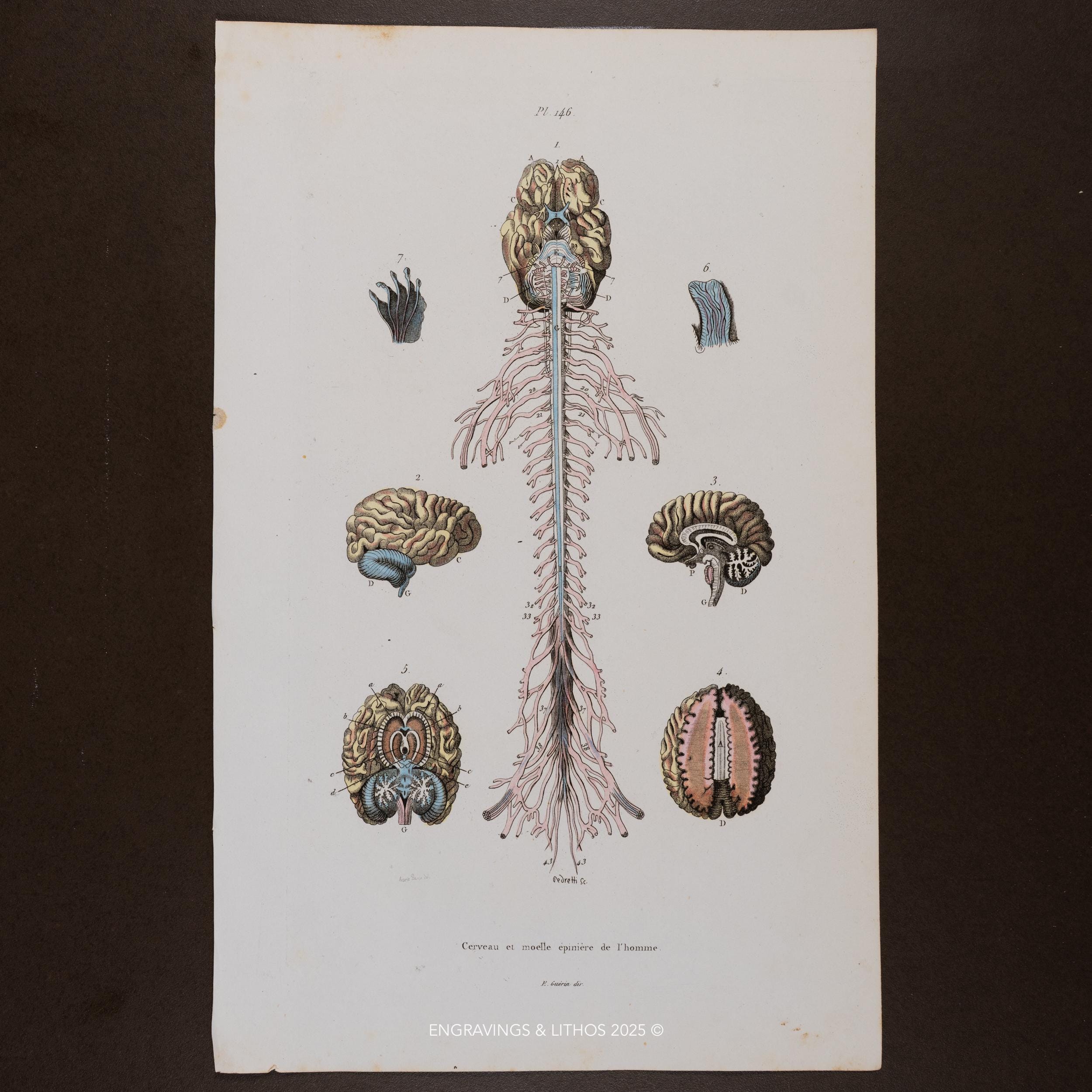 1846 Human Brain & Spinal Cord - Engraving Enhanced With Watercolor ...