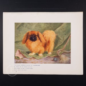 1912 PEKINESE DOG - Original vintage lithography from The Book of the Dogs - Dog wall decor
