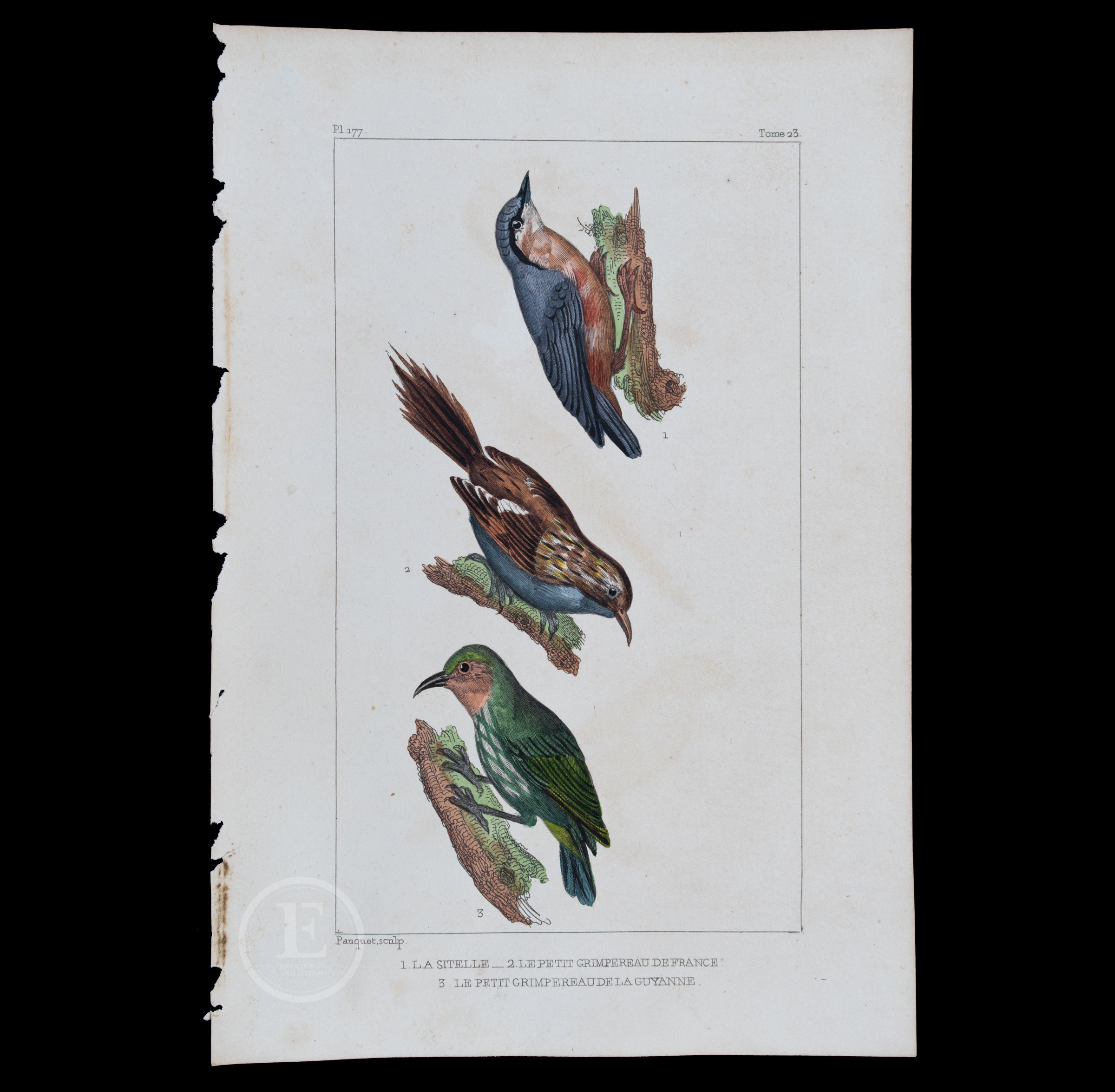 Animal art bird guyana - Etsy 日本