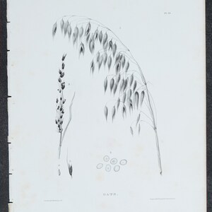 May include: A black and white botanical engraving of an oat plant on paper. The illustration features a large drooping oat stalk, a smaller upright stalk, and several individual grains. The text OATS is printed at the bottom centre.