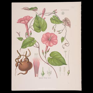 May include: Botanical illustration of a flowering plant with pink trumpet-shaped flowers, green leaves, and a brown root system. The illustration includes detailed drawings of the plant's parts, labeled "Convolvulaceae" and "Ipomoea Purga Hayne."