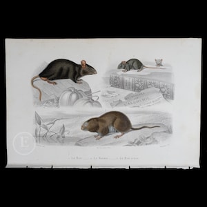 1853 The Rat, Mouse, Water Rat - Hand-Colored Steel Engraving with Gum Arabic Finish from Ouvres de Buffon - Scarce!