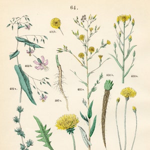 Succory, fall dandelion, hairy cat’s ear, black salsify, lettuce, rattlesnake root original plate from &quot;Pflanzen-Atlas - Carl Hofman 1883