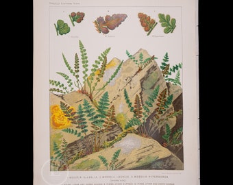 WOODSIA FERNS: Smooth and Rusty Cliff/Woodsia Alpina - Antique original chromolithography plate of ferns by Cassell from 1882 - Exquisite