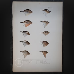 Wrens: Marsh, Sedge, House, Pacific, Carolina, and Bewick - Original Print from book &quot;A History of North American Birds&quot; Baird 1874